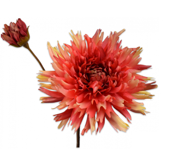 Chrysant Tak Oranje/Geel 78 cm - Afbeelding 2